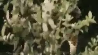 عيادة الأندونيسية خشب الأبنوس الجنس الشرجي